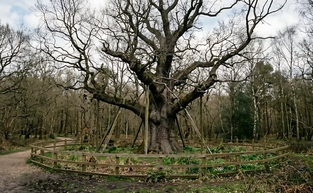 Carvalho Major, símbolo da lenda de Robin Hood, morre na Inglaterra após milênio de existência