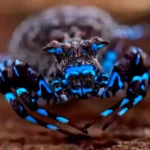 Aranha Caranguejo Fluorescente Lisima Angola